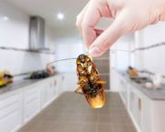 Как избавиться от тараканов в квартире навсегда