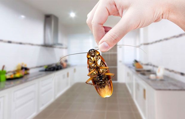 Как избавиться от тараканов в квартире навсегда