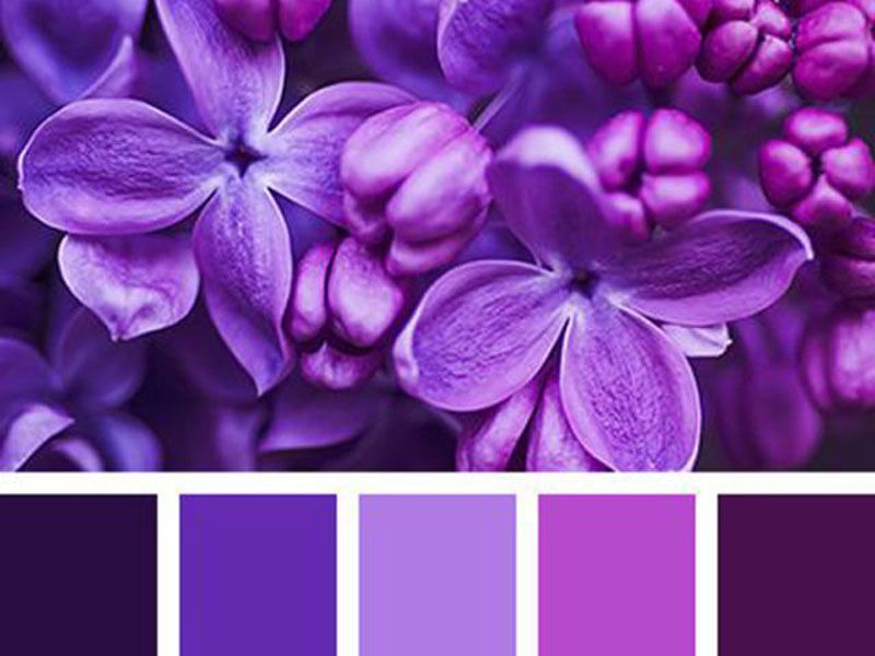 Как получить фиолетовый цвет при смешивании красок