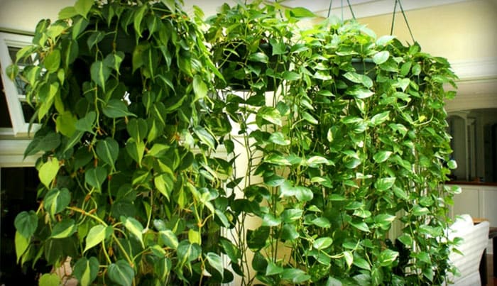 Какие растения будут наиболее выгодно смотреться в интерьере жилого дома