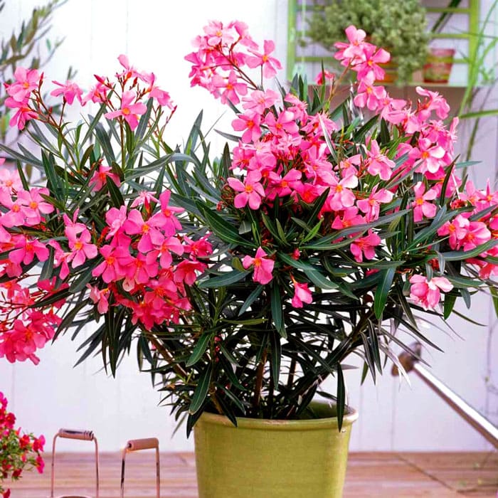 Олеандр обыкновенный - прекрасный выбор для тех, кто ищет домашние цветы, цветущие и одновременно высокие и раскидистые