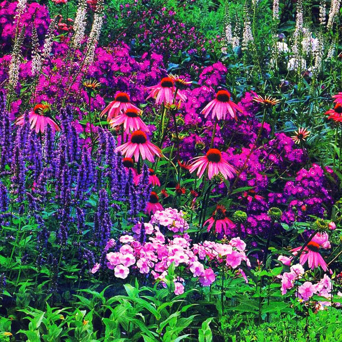 Высокие многолетние цветы цветущие все лето фото и название