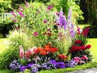 Все о садовых цветах и выращивании