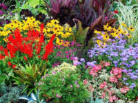 Все о садовых цветах и выращивании