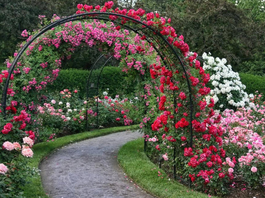Розы в ландшафтном дизайне: правила и схемы посадки своими руками, лучшие идеи дизайна, варианты размещения в саду.
